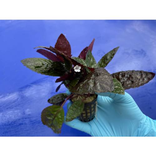 Hemigraphis exotica – terrarium