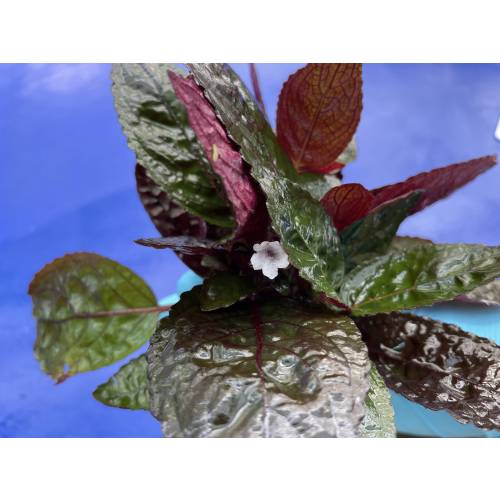 Hemigraphis exotica – terrarium