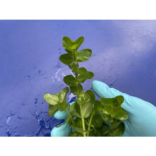 Bacopa crenata - roślina akwariowa - koszyk
