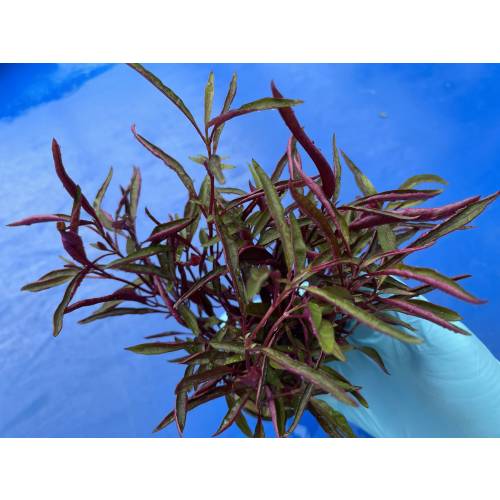 Alternanthera colorata RED - roślina akwariowa - koszyk