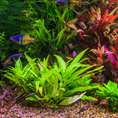 Hygrophila corymbosa