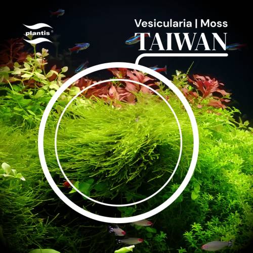 Mech Taiwan V