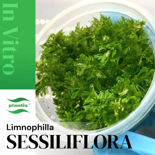 Limnophilla sessiliflora INVs