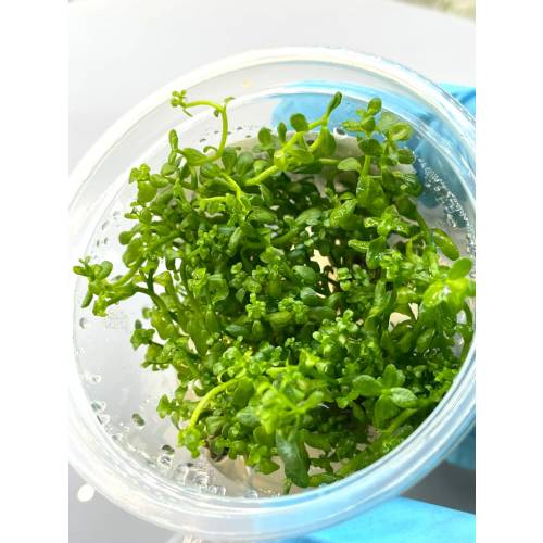 Bacopa caroliniana INVs