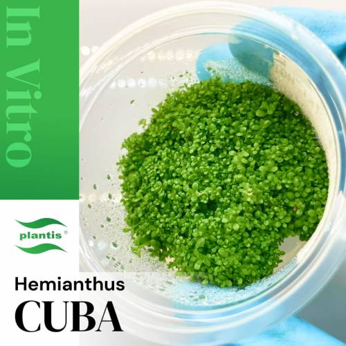 Hemianthus cuba INVs