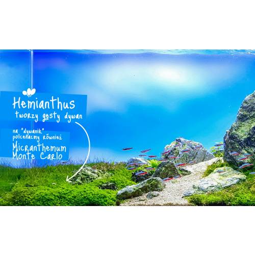 Hemianthus cuba INVs