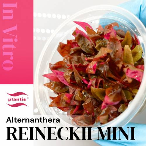 Alternanthera reineckii mini INVs