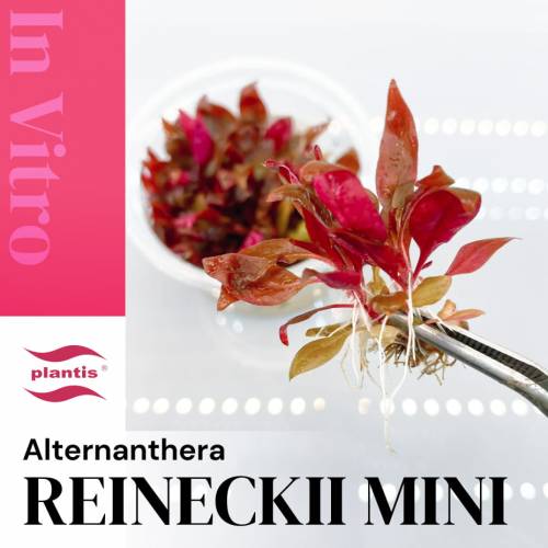 Alternanthera reineckii mini INVs