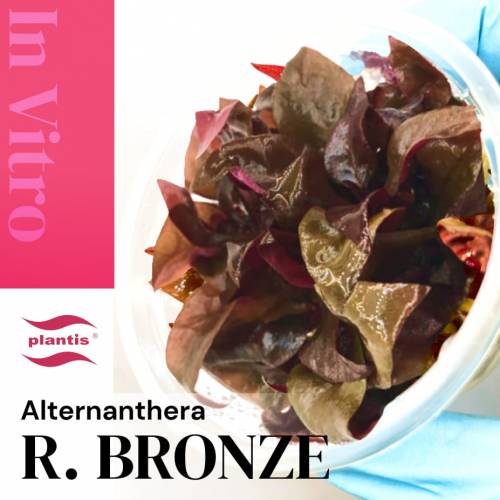 Alternanthera reinecki „bronze” INVs