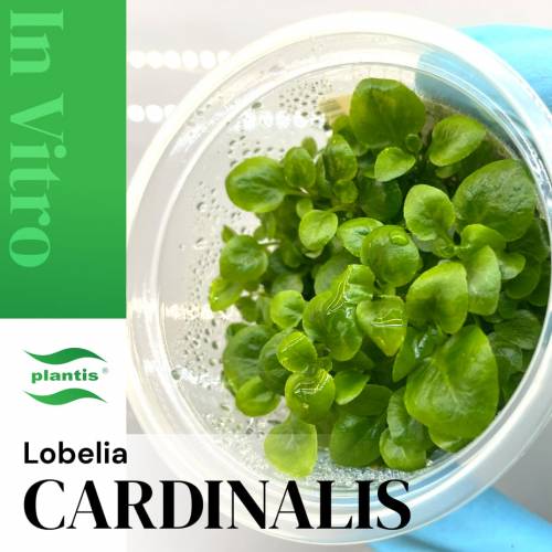 Lobelia cardinalis INVs