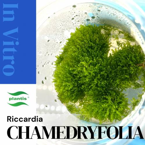 Riccardia Chamedryfolia V