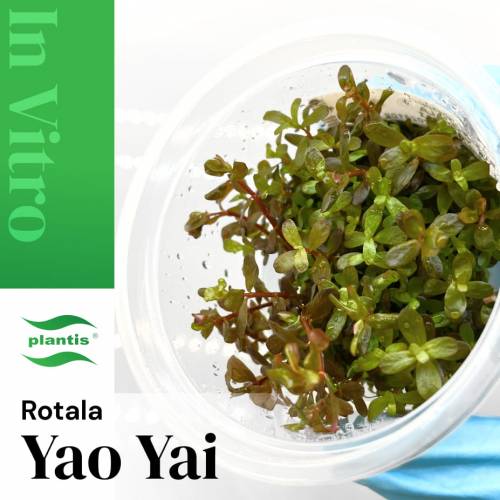 Rotala Yao Yai INVs