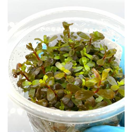 Rotala Yao Yai INVs