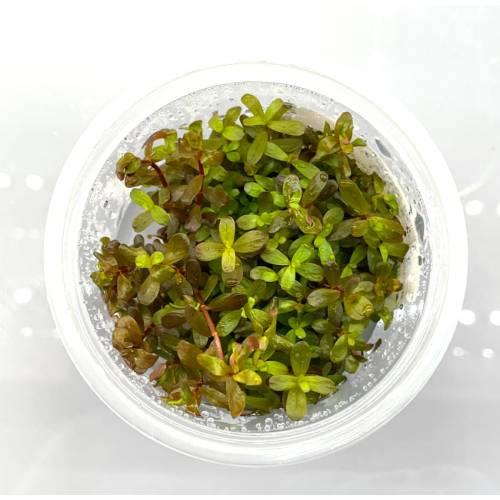 Rotala Yao Yai INVs