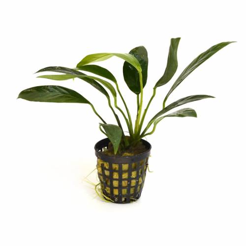 Anubias lanceolata F