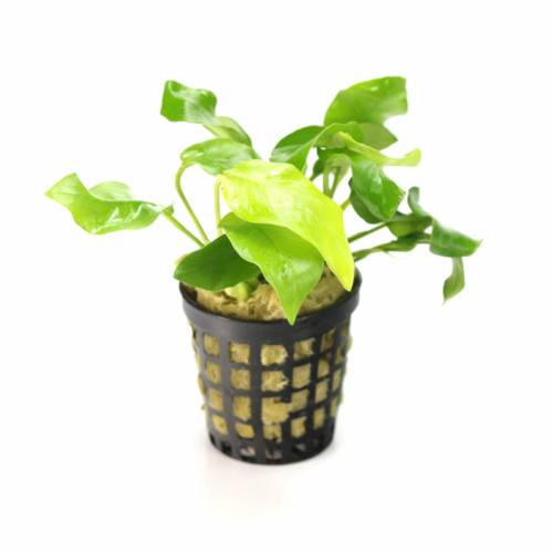 Anubias nana gold F - roślina akwariowa - koszyk
