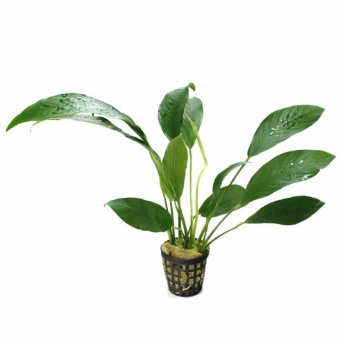 Anubias lanceolata E