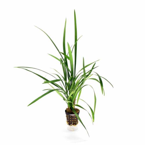 Ophiopogon jaburan – terrarium
