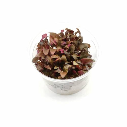 Alternanthera reineckii mini INVs