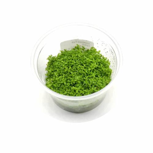 Hemianthus cuba INVs