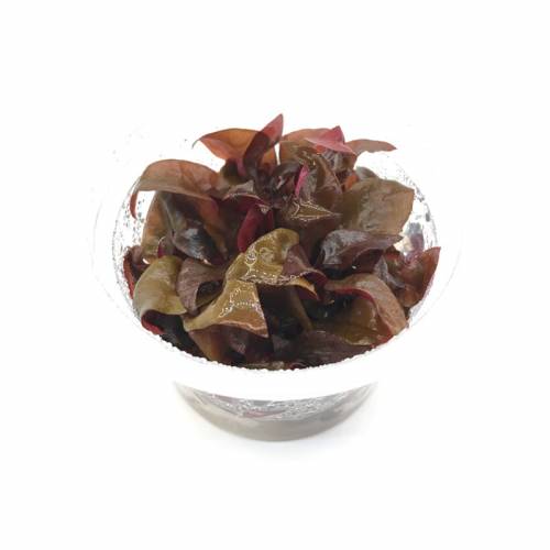 Alternanthera reinecki „bronze” INVs