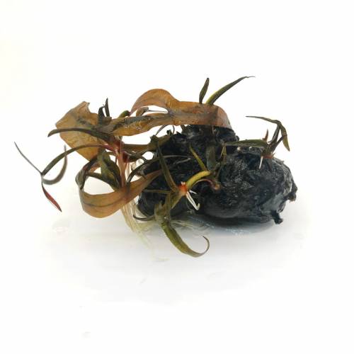 Lotos czerwony (Nymphaea sp. Red)