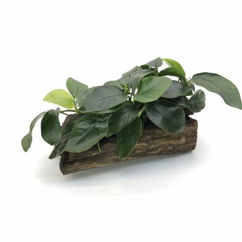 Anubias nana na korzeniu K