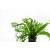 Microsorium Windelov D