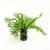 Microsorium Windelov D
