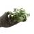 Anubias nana na korzeniu K
