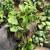 Anubias nana na korzeniu K