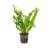 Microsorium Windelov D