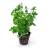 Bacopa crenata - roślina akwariowa - koszyk