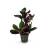 Hemigraphis exotica – terrarium