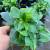Hygrophila corymbosa compacta