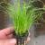 Cyperus