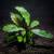 Bucephalandra Mercedes - dwie sadzonki