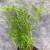 Pogostemon yatabeanus