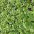 Salwinia Natans op. 400ml