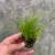 Cyperus