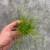 Cyperus
