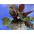 Hemigraphis exotica – terrarium