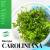 Bacopa caroliniana INVs