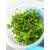 Bacopa caroliniana INVs