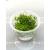 Bacopa caroliniana INVs