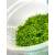 Hemianthus cuba INVs