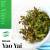 Rotala Yao Yai INVs