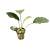 Anubias barteri D - roślina akwariowa - koszyk